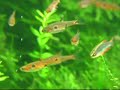 Rasbora maculata, Rasbora \"Galaxy\" Rasbora maculata, Rasbora \"Galaxy\"