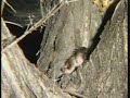 Baby Bush Baby