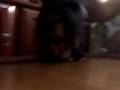 videos de Jack arrebeenta ! *o*