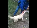 Irene Retrieves