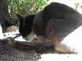 Gatitos abandonados