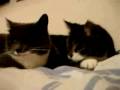 Re: Cat Talking, Translation