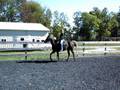 Xenas Dark Star: Rocky Mountain Horse Mare
