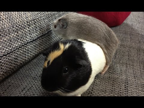 Das NEUE Meerschweinchen namens...