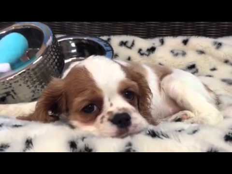 Beautiful, Unique Cockalier puppy