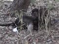 Meet the Monkeys!