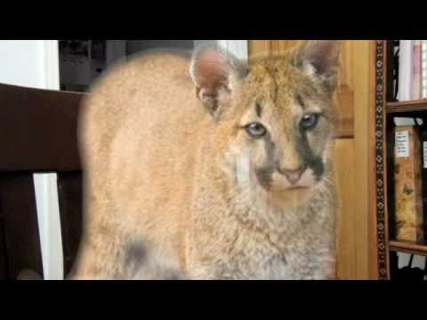 puma
