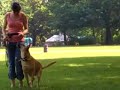 Heeling training #1 Heeling training #1