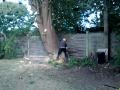 CLEE TREE SERVICES, big tree fell.