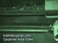 carpenter ants video bobthebugman.com