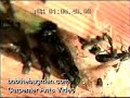 carpenter ants video bobthebugman.com