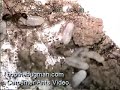 carpenter ants video bobthebugman.com