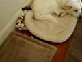 videos de 11/19/2008 Oliver westin' with Charlie! 4072