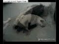 humpy pumpy puggy wuggy humpy pumpy puggy wuggy