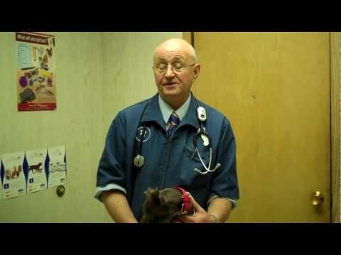 how to administer rabies vaccine for dogs