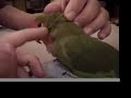 Tico, my peachfaced lovebird (VERY CUTE)