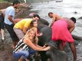 Elephant bathing in Cochin, India Elephant bathing in Cochin, India
