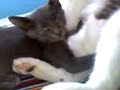 La Griselda le mama a la Mimi (Mimi breast Griselda)
