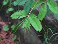 怕羞草 funny mimosa 怕羞草 funny mimosa