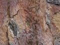 ants