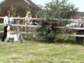 Afgano video