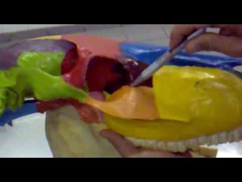 OSSOS CABEÇA/CRÂNIO EQUINO,ANATOMIA(EXCELENTE)