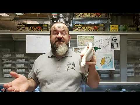 YouTube reptile video
