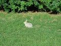 bunny on the lawn bunny on the lawn