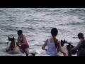 Click to View : Reiten auf dem Deich & am Strand
