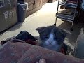Perci the Kitten - \"Attack Mode\"