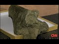 20,000 year-old Mastodon Bone