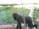Confused Gorilla Confused Gorilla