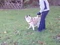 Suki playin off lead.