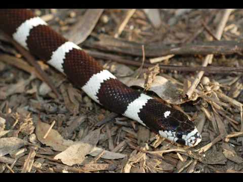 tranquilatus - The music is Alpha by Vangelis. *If you are someone who objects to the use of this song or the images for copyright reasons then please tell me and I will re...