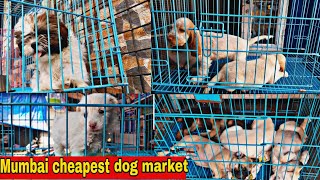 Mumbai cheapest dog market || sabse saste dogs|| all breads are available