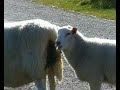 Scandinavia 2006