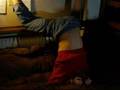 Chris Brown Couch Humpin'