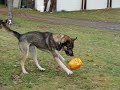 Eden Dog Sledding presents: FS  Dog-Sledding-On-Wheels 08