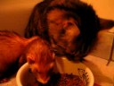 Anslem and Lindy