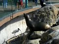 Sealions