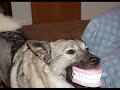 imagenes graciosa