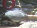 Panting Pigeon