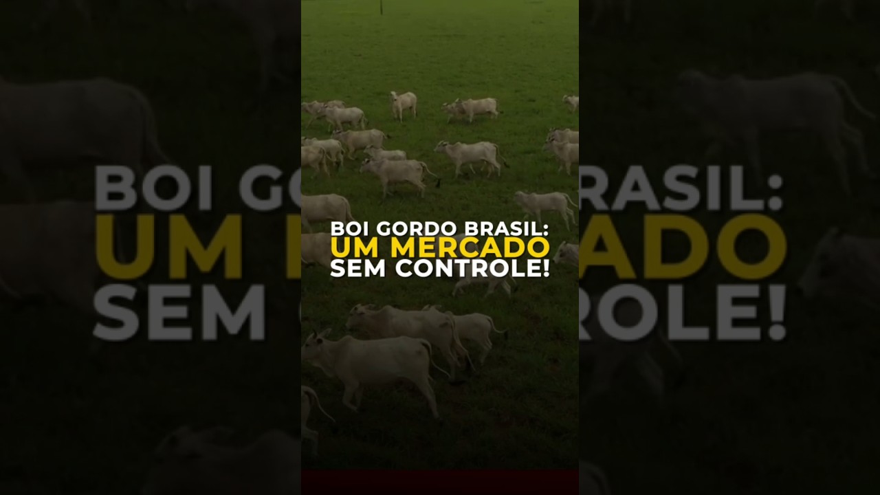 BOI GORDO BRASIL: UM MERCADO SEM CONTROLE!