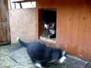 Bernese puppies