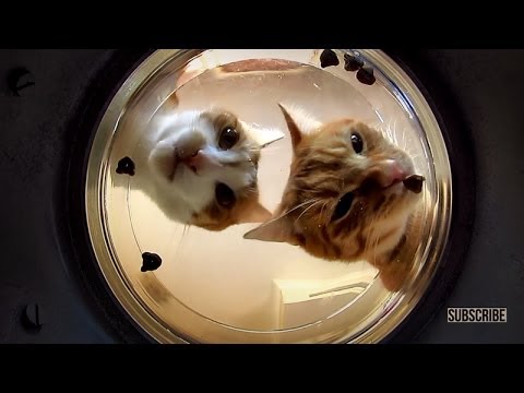 how to get an old cat to eat more