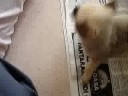 Recién llegado