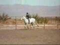 Shown Silver & Samantha