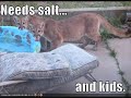 LOL CATS PT. 3 : Randomness