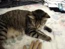 shumai loves hairtie