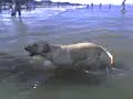 labradora en el mar